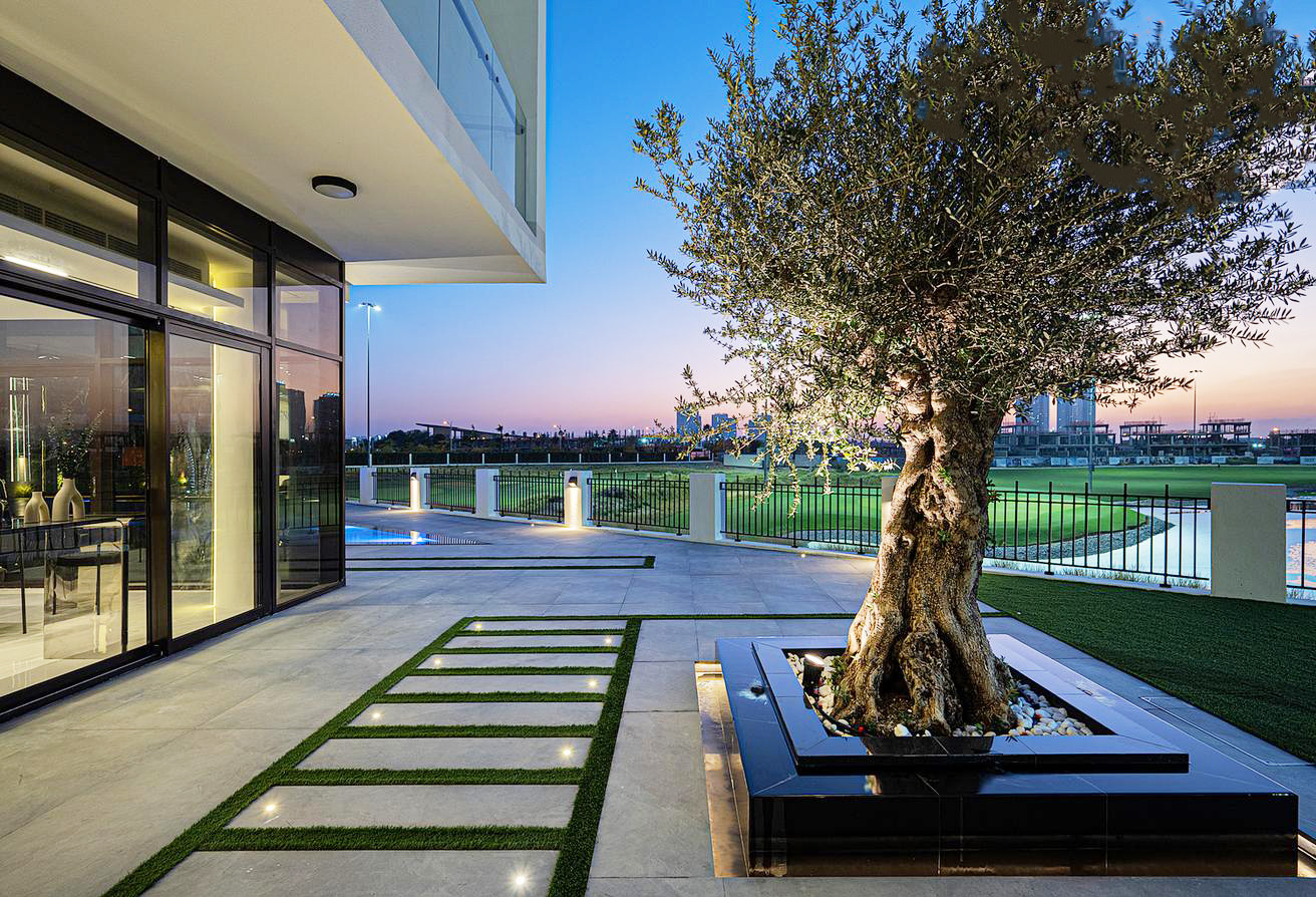 OLIVE TREE AT BACKYARD BY DESIGNEX
